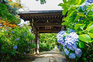 松戶市