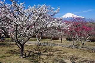 富士市