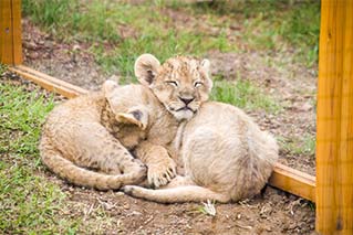 富士野生動物園市