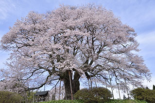 岡山北部（津山・真庭・新見）でレンタカーを借りるならたびらいが便利