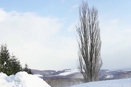 ケンとメリーの木