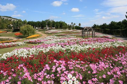 花畑と空
