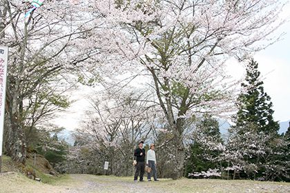 サクラ