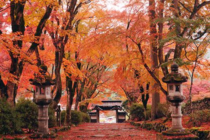 紅葉の道