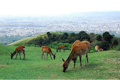 鹿と山