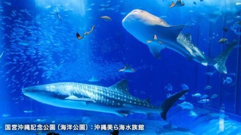 琉球の満喫旅