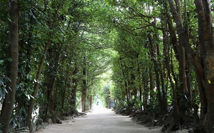 Fukugi Terrace照片