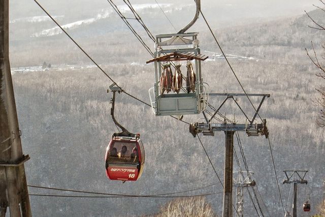 今年「登別熊牧場」上空將有『 鮭魚』飛來！？
