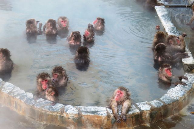 日本獼猴今年也在函館市湯之川盡情享受溫泉