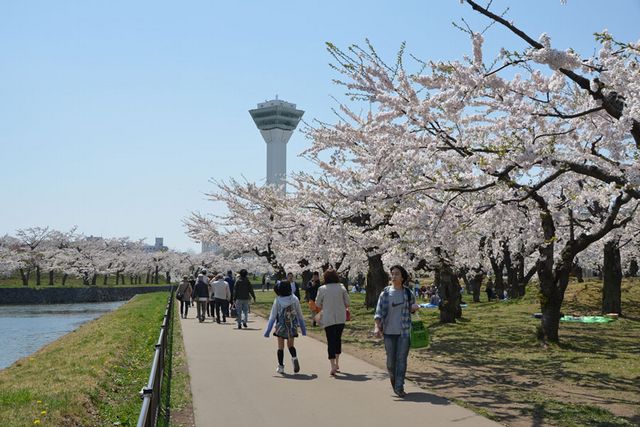 北海道春天怎麼玩？花季活動訊息、外出景點、旅遊穿搭，春季北海