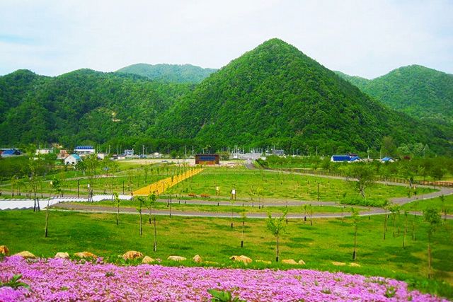 期待種植的櫻花樹成長茁壯！ 札幌「小金湯森林櫻」4月開幕