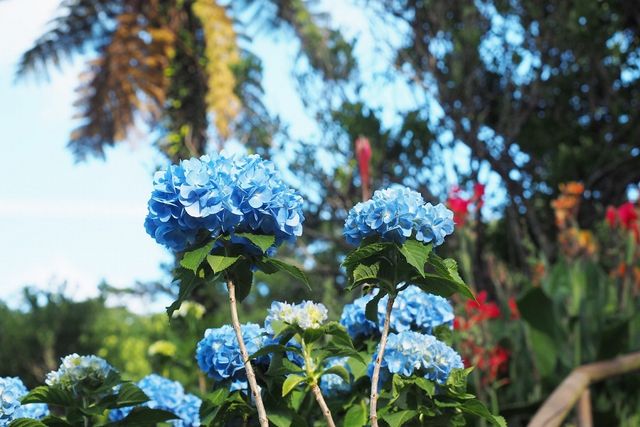 30萬朵繡球花在本部町的「YOHENA繡球花園」爭相綻放