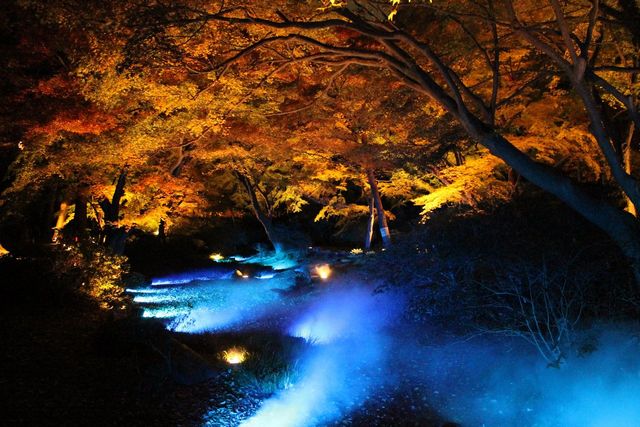 將於國定特別名勝的六義園舉辦「楓葉與大名庭園的點燈」