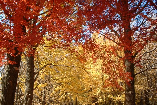 「代代木公園」──在東京都心可悠閒觀賞紅葉的森林公園