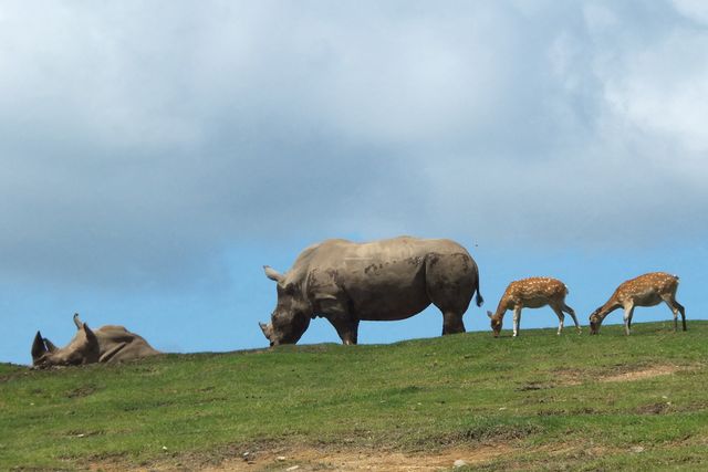 九州親子遊別錯過～九州自然動物公園 African Safari