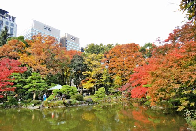 東京賞楓葉和燈飾之旅，秋冬行程規劃推薦