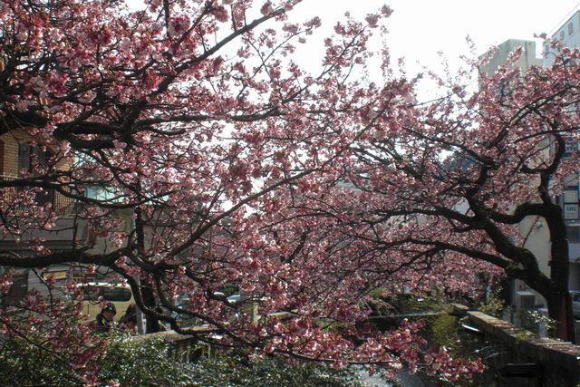 享受日本最早開的櫻花「第9屆熱海櫻　糸川櫻花祭」