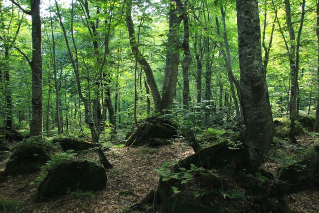 日本世界自然遺產交通大探索--白神山地