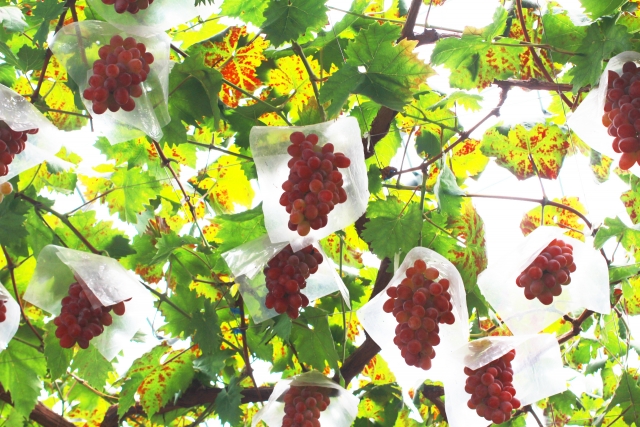 山梨縣葡萄酒的故鄉--勝沼葡萄之丘交通指南