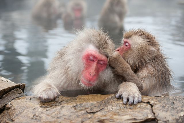 看雪猴泡溫泉！地獄谷野猿公苑交通指南