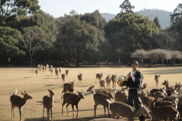 古都・奈良的風物詩「鹿聚集」就在眼前上演！