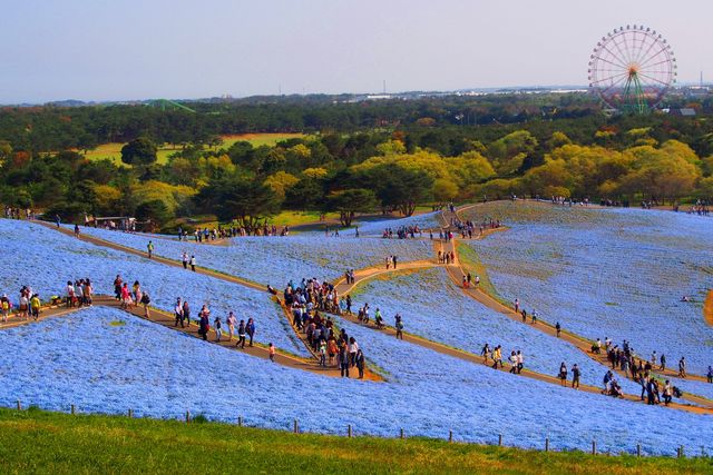 春有粉蝶花、秋有掃帚草，常陸海濱公園交通資訊整理