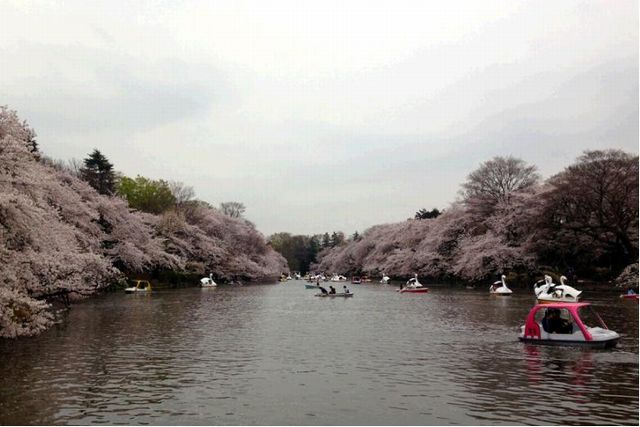 東京「井之頭恩賜公園」的櫻花，於3月下旬開始進入最佳觀賞期