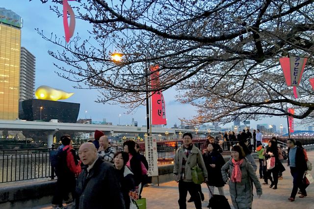 東京隅田公園「櫻花祭」即將登場！