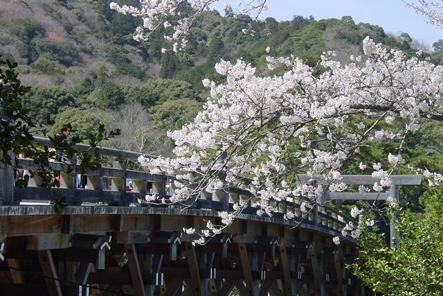 「伊勢神宮內宮」從3月下旬左右開始進入櫻花的最佳觀賞期！