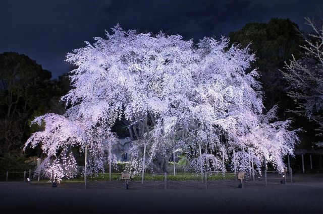 六義園的「枝垂櫻與大名庭園之美麗點燈」今年也即將登場！