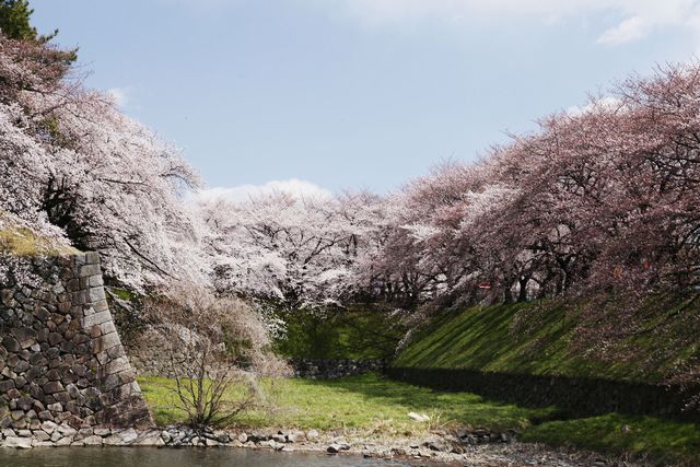 名古屋城最佳賞櫻時期，將舉辦「名古屋城　春天祭典」活動！