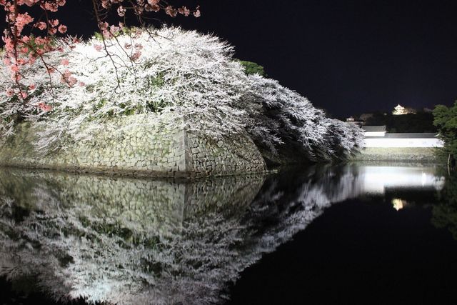 國寶・彥根城將舉辦「彥根城櫻花祭」！