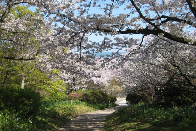 福岡縣北九州市的白野江植物公園於2月至4月下旬為賞櫻期！