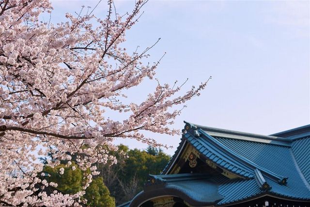 靖國神社於3月下旬左右迎接最佳賞櫻期！