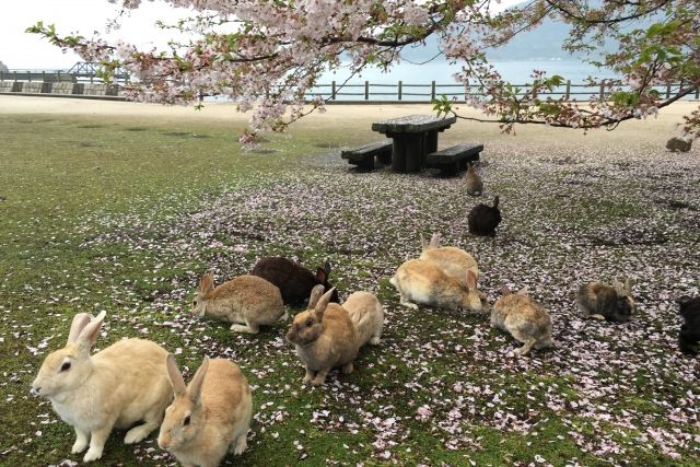 前往超萌兔子島！廣島縣大久野島交通指南！