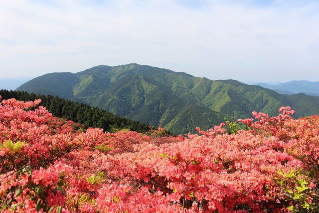 奈良近郊小秘境　「一目百萬本」的葛城山交通指南