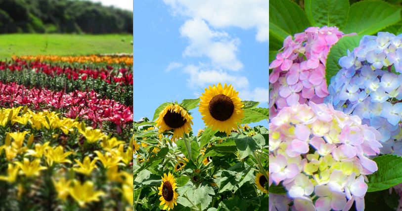 春暖花開遊沖繩！3~5月沖繩賞花交通攻略！