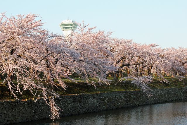 北海道賞櫻特輯【2019年版】