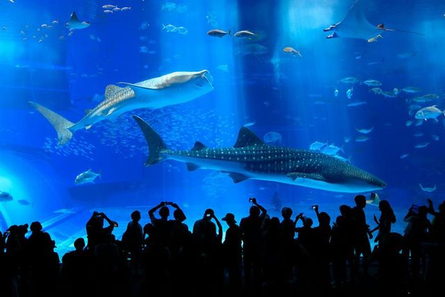 前往沖繩水族館的交通怎麼選？來找到最適合你的交通方式