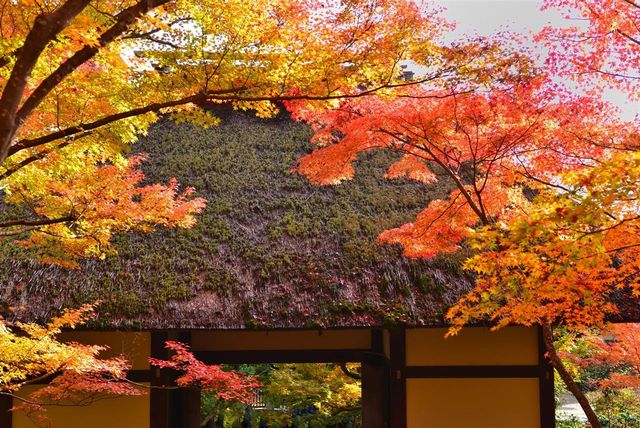 東京銀杏