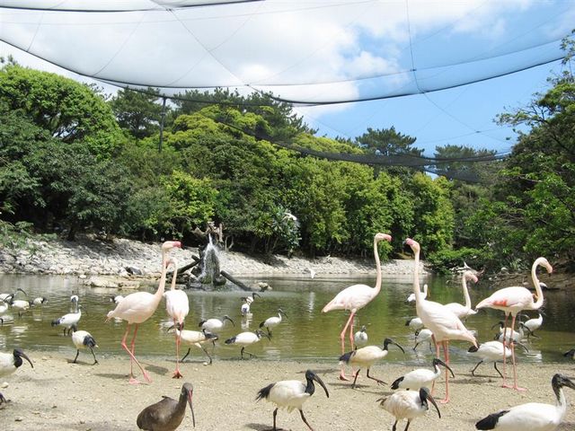 名護自然動植物公園交通攻略，讓小朋友零距離親近動物的好選擇！