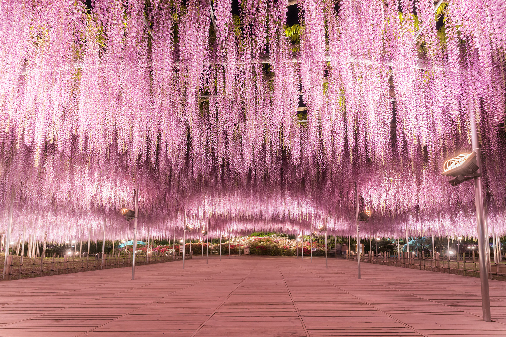 沉浸式美麗花園體驗－栃木縣足利花卉公園