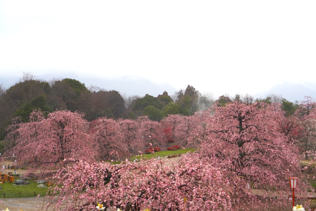 搭乘觀光巴士深度旅遊 感受早春日本最大級垂枝梅