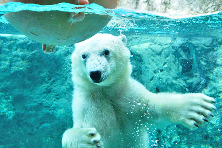 充滿美食與美景的北海道，還有不能錯過的旭山動物園